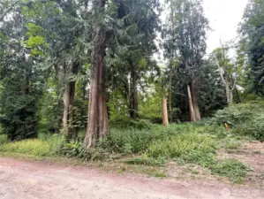F-52 Saratoga Dr, Buildable level lot with beautiful mature trees, ready for a new home.