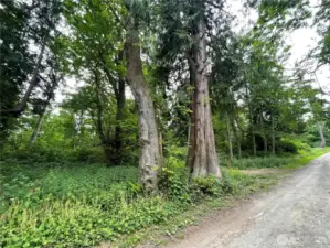 F-52 Saratoga Dr, Buildable level lot with beautiful mature trees, ready for a new home.