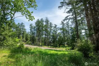 Sunny, open build site surrounded by trees