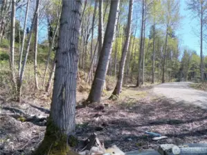 Tree delineation and topo complete