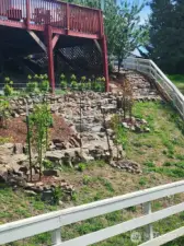 Mature fruit trees