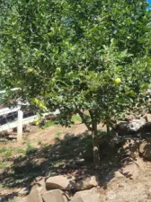 Apple trees