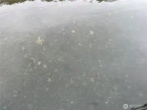 More wildlife, lots of starfish