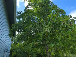 The Asian Pear tree carries quite the load of fruit!