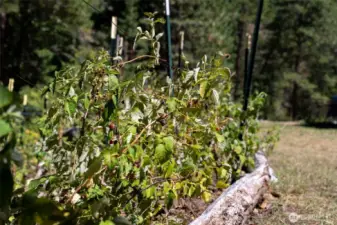 Enjoy seasonal berries, mature lilac and cutting gardens