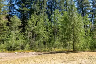The property is home to a diverse number of tree species - pine, aspen, fir and cottonwood.