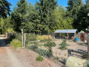 Huuuge fenced garden with chicken shed and full greenhouse.