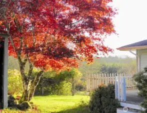 Fall colors!
