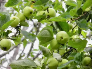 More organic apples!