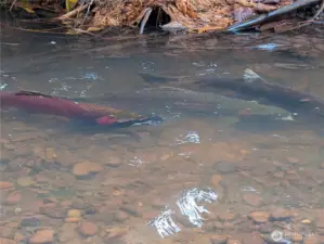 Captured on November 1st, just after a heavy rainfall, the seasonal creek comes alive—look who’s making an appearance… salmon!