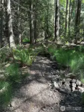 Beautiful UW trail.