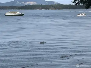 whale watching from the deck