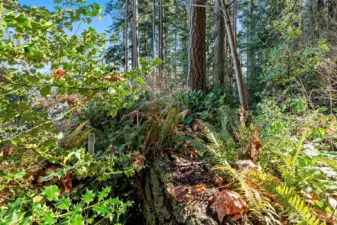 Approximate southwest corner of the property.