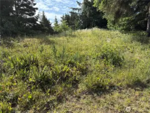 Lightly treed lot.