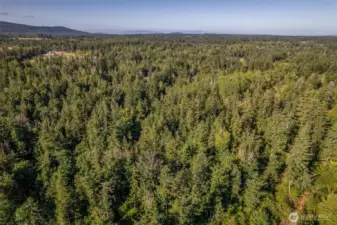 This is it!  Your own forest