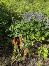 Seasonal wildflowers!