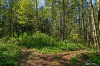 Enjoy forest with over 1/4 of a mile of Hicking/walking trails
