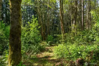 Many trees over a hundred feet.