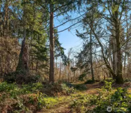 Many invasives were removed during the initiial phases of the forestry plan implementation. 15% selective logging was carried out in winter 2016-2017 and can be re-done in winter 2026-2027.