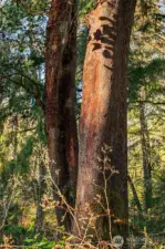 Gor.geous Madrone trees.
