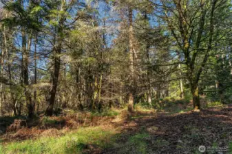 Logging is allowed periodically within the forestry plan. More info upon request.