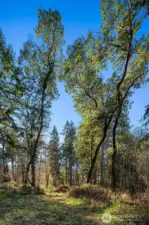 The vistas are lovely with open meadows and stands of mixed forest. Even a fenced garden area.