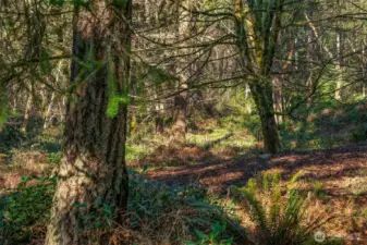 A mostly level ten acres of well-drained soils is rare on Vashon; forestry plan notes no sensitive areas, making ror ease of development.