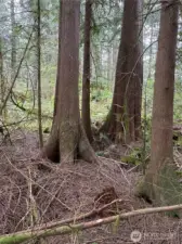 Parked out to keep that all natural feeing with privacy