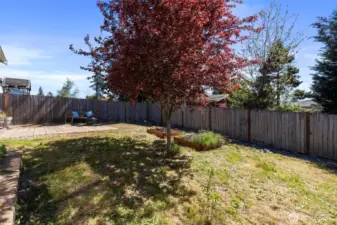 Beautiful plum tree
