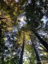 looking up from the easement road