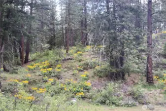 Wildflowers dominate the landscape in the spring.