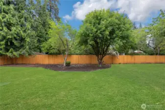 Backyard trees