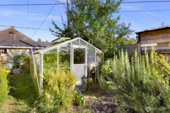 Small greenhouse  in verdant backyard.