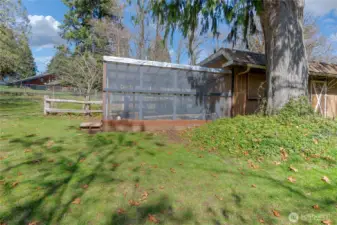 Spacious, we built chicken coop