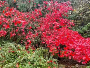 Beautiful fall foilage throughout the property.