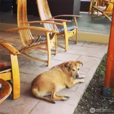 Honey enjoying the patio
