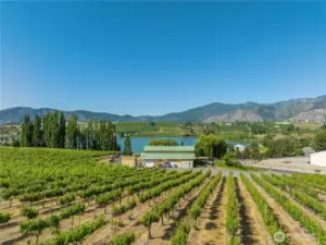 Looking at the winery from the vineyard