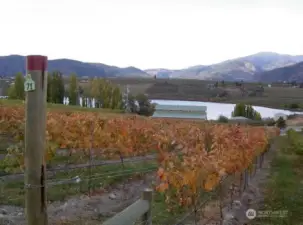 Vineyards in the fall
