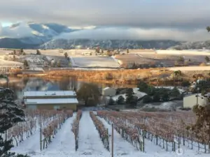 Winter in the vineyard