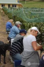 Harvesting grapes