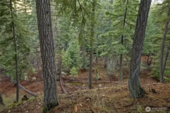 Ridge like setting off back of property