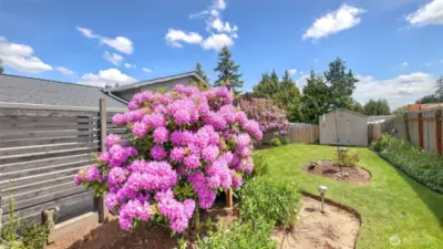 Mature rhododendrons bring a vibrant beauty to this backyard space.