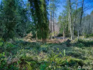 On the property looking towards road.