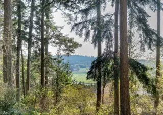 View from the bottom (southern) portion of the lot has view of Dugualla Lake and open fields beyond. With removal of some trees this view could be improved.