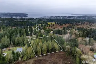 So many trees, you can't even tell you have neighbors.