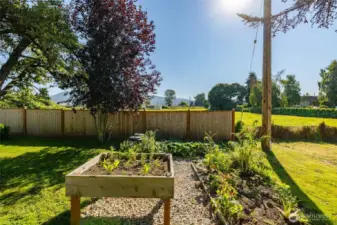 If you plant it, it will grow.  That Skagit soil is grower's gold.  New fence along the east property line.