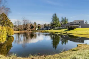 tranquil pond to sit and enjoy the geese
