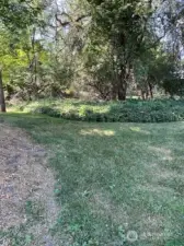 Tree covered backyard