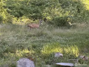 Wildlife visitor