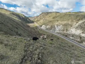 Bears within property lines (can be seen from 97-A as you come into Chelan)